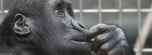 Thumb primate ape thinking mimic